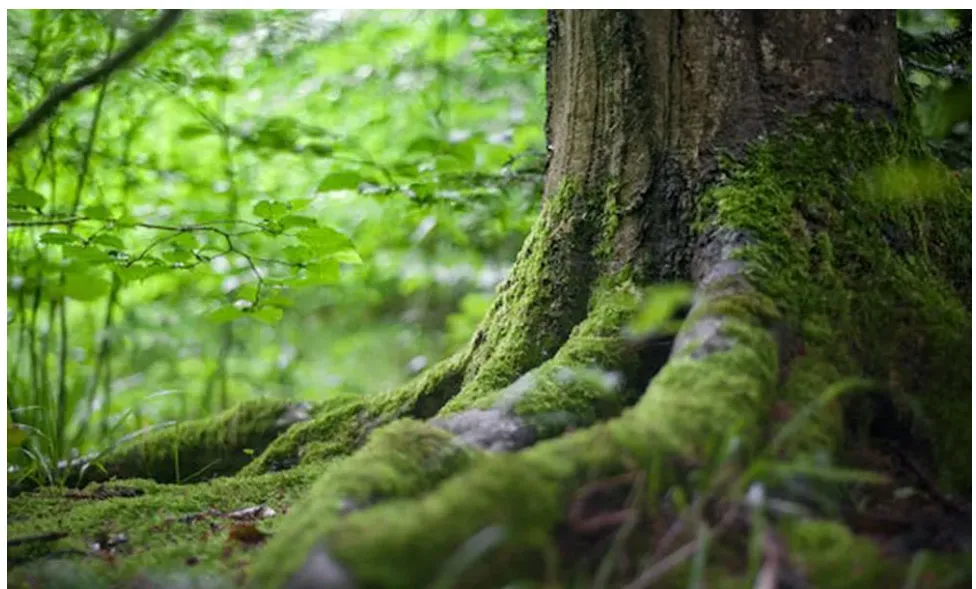 Applications Open for Innovative Forest Scheme Tranche 2